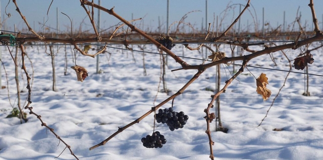 uvas entre la nieve